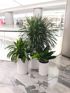 深挖前湾盆景租赁价格，真相在这里